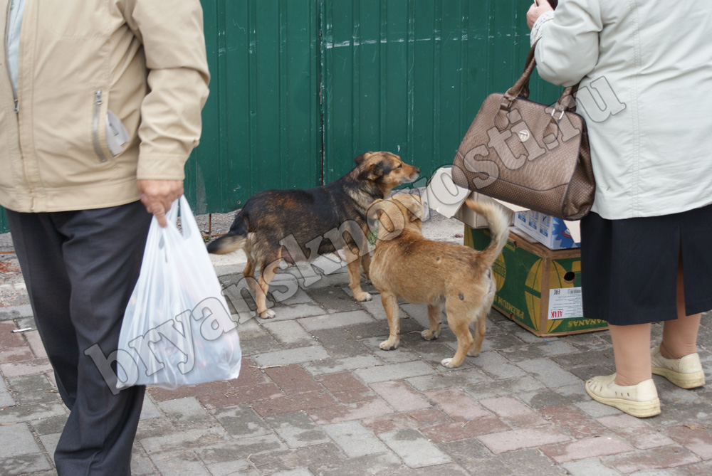 В Новозыбкове участились случаи нападения котов и собак на людей