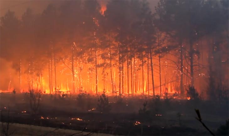 Крупный пожар в чернобыльской зоне отчуждения не отразился на экологии Брянщины