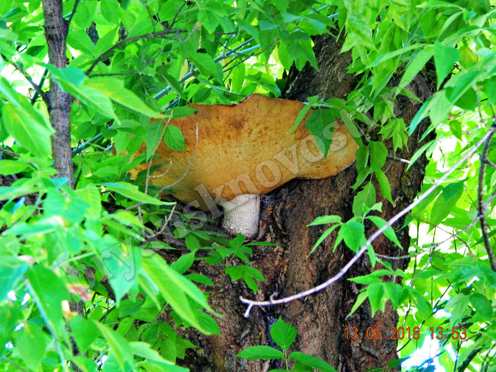 В Новозыбкове на дереве вырос чудо-гриб