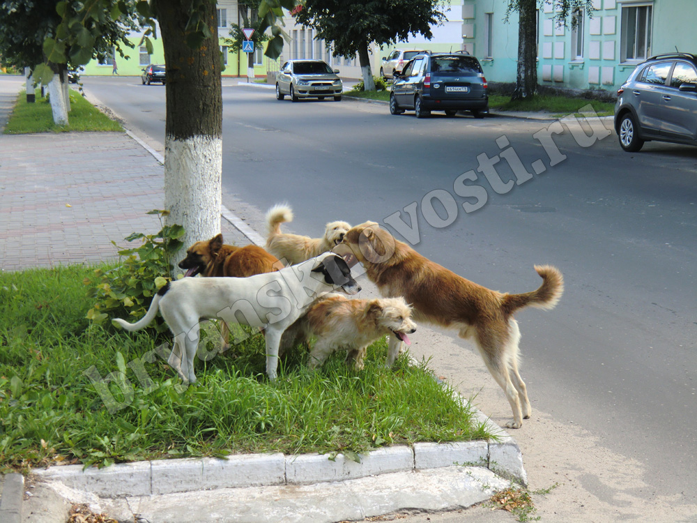 В Новозыбкове «собачья свадьба» замечена на детской площадке