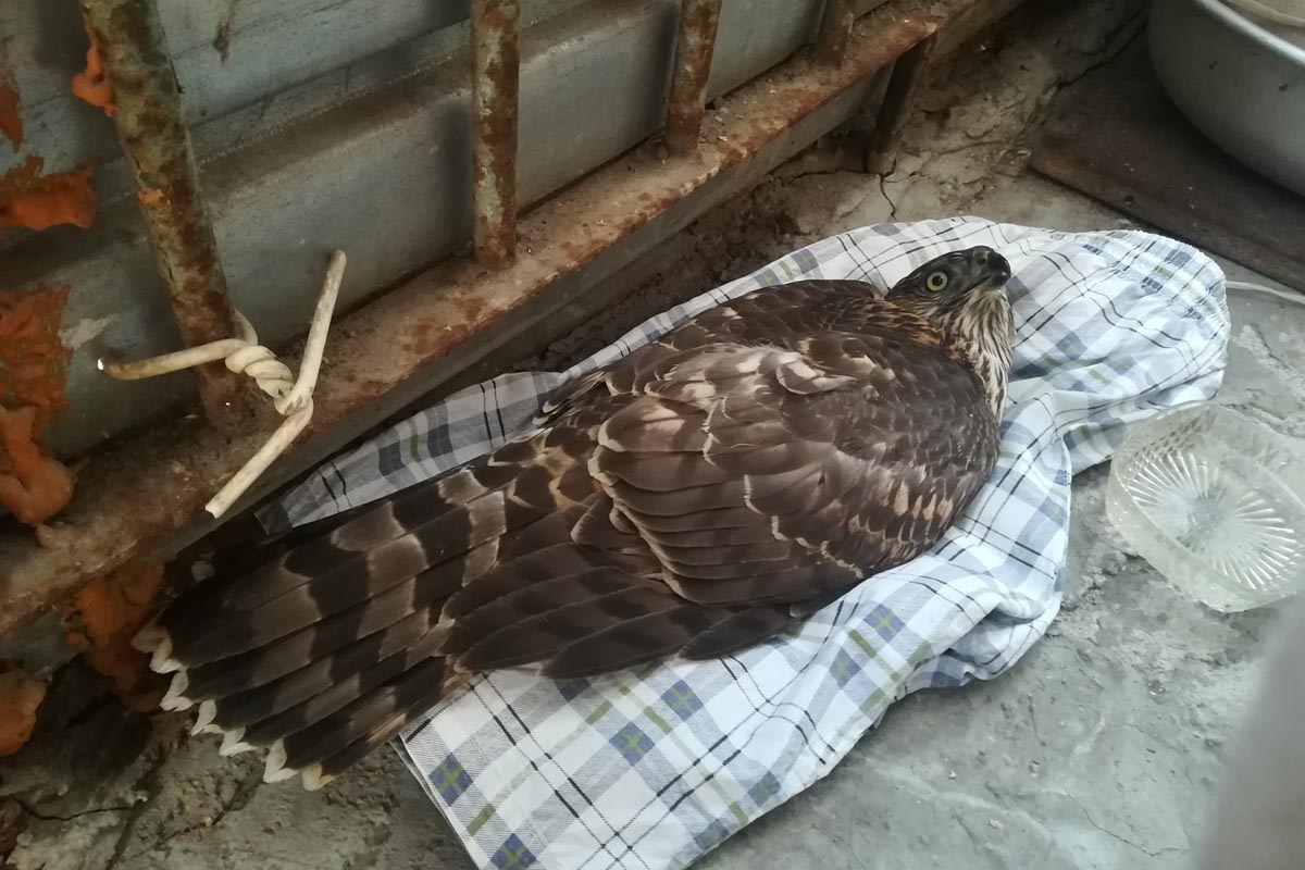 Раненая хищная птица из Новозыбкова нашла приют в Почепском районе