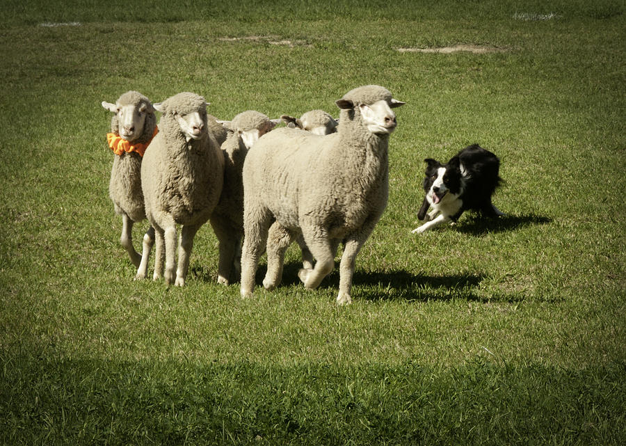 В Новозыбковском районе пропало стадо овец