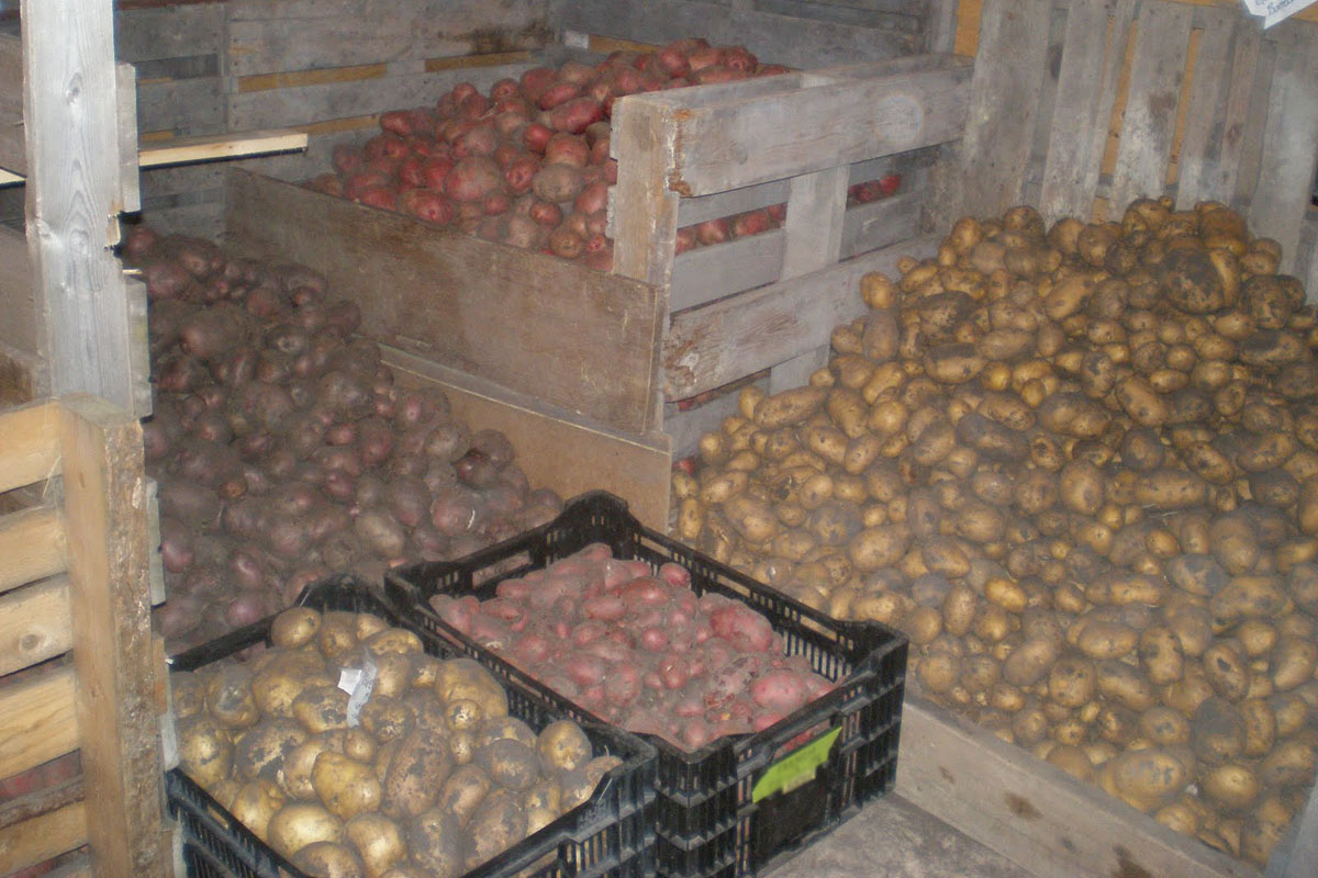 Школы и детские сады Новозыбкова запасаются на зиму овощами