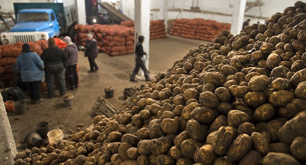 Аграрии Новозыбковского района увеличили урожай картофеля