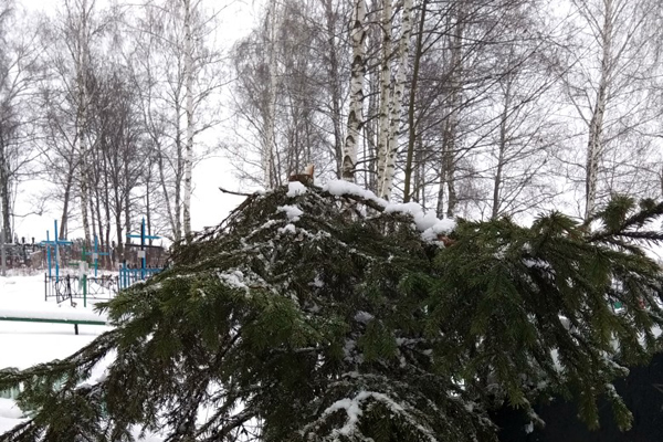 В Новозыбковском районе под Новый год кто-то украл ели на кладбище