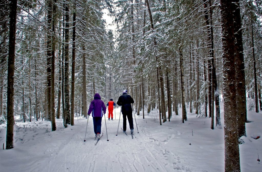 Погулять близко. Прогулка в зимнем лесу. Лыжная прогулка в лесу. Лыжные прогулки по лесу. Прогулка по зимнему лесу.