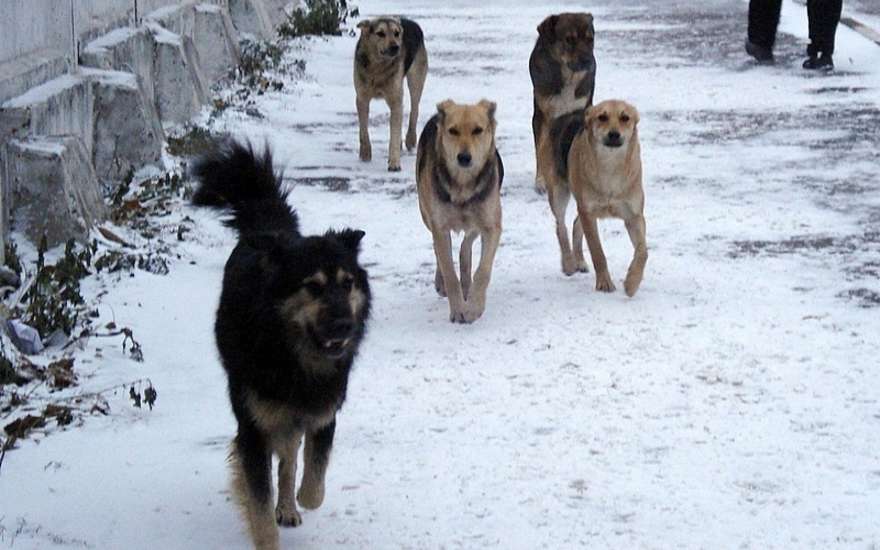 В Новозыбкове вновь обострилась проблема с бродячими собаками