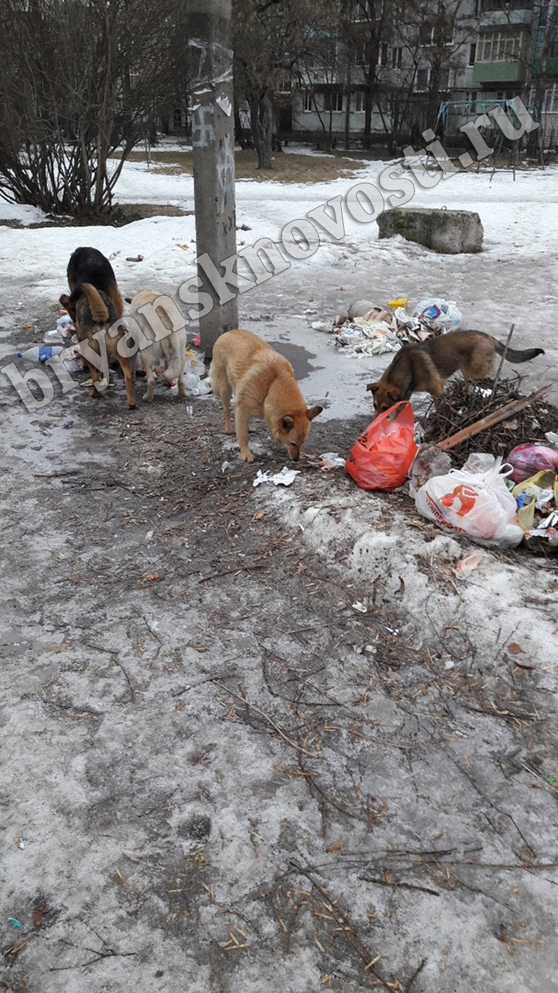 В Новозыбкове бродячие собаки атаковали стихийную свалку
