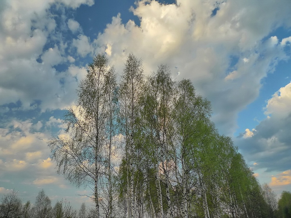 11 апреля на территории Брянской области переменная облачность