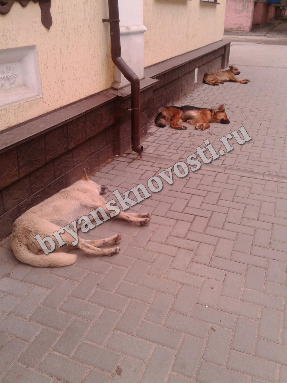 На улице Чкалова в Новозыбкове обосновались бездомные псы