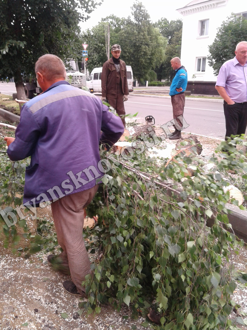 Порывистый ветер повалил деревья в Новозыбкове
