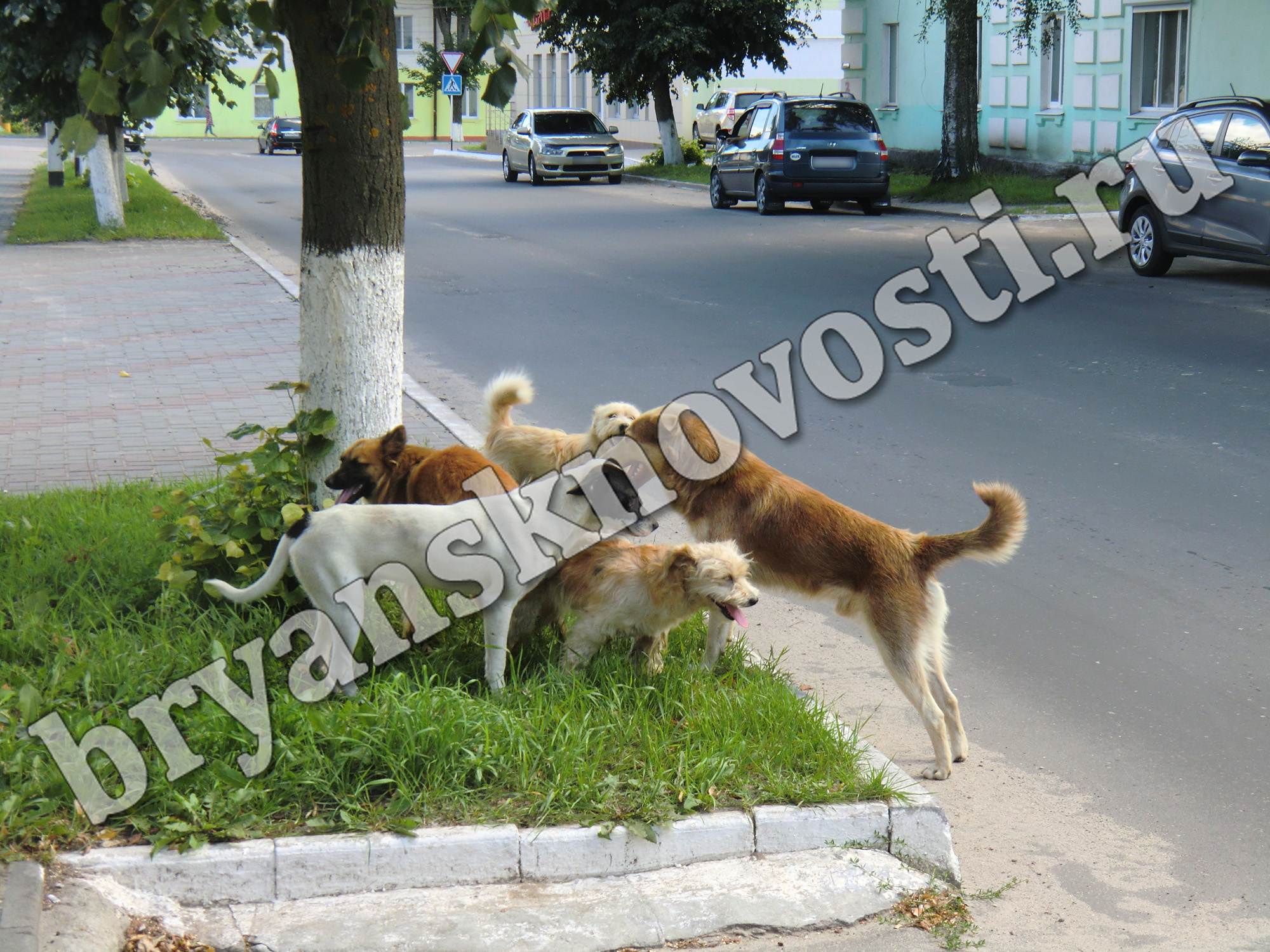 В Новозыбкове за полгода десятки человек пострадали от нападения собак и кошек