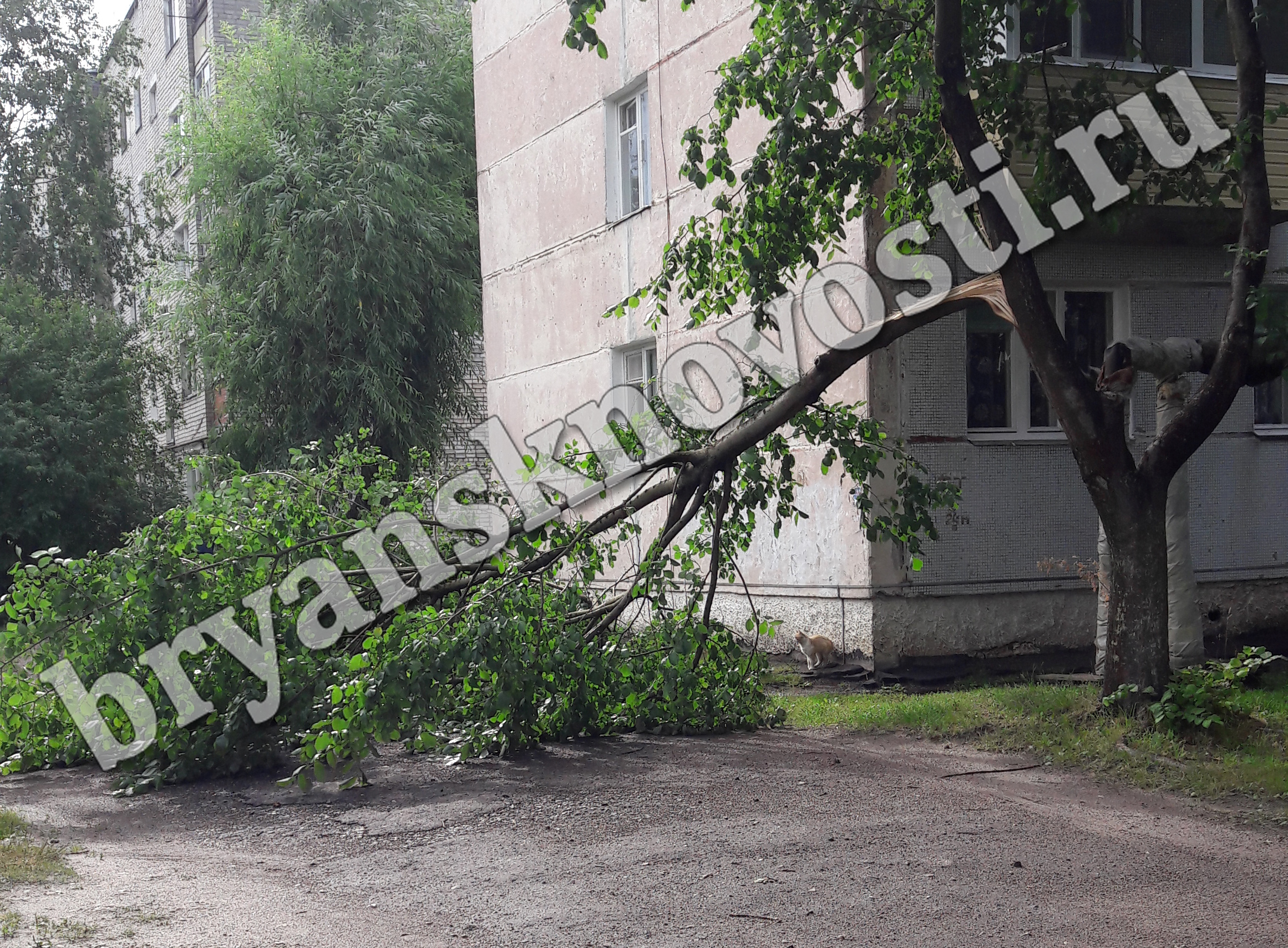 В Новозыбкове ураганом оторвало огромную ветвь дерева возле многоэтажки