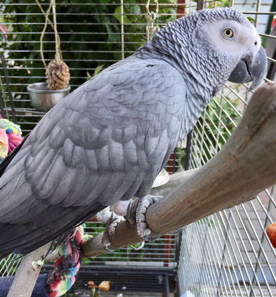 Новозыбковская “Мечта” потеряла попугая