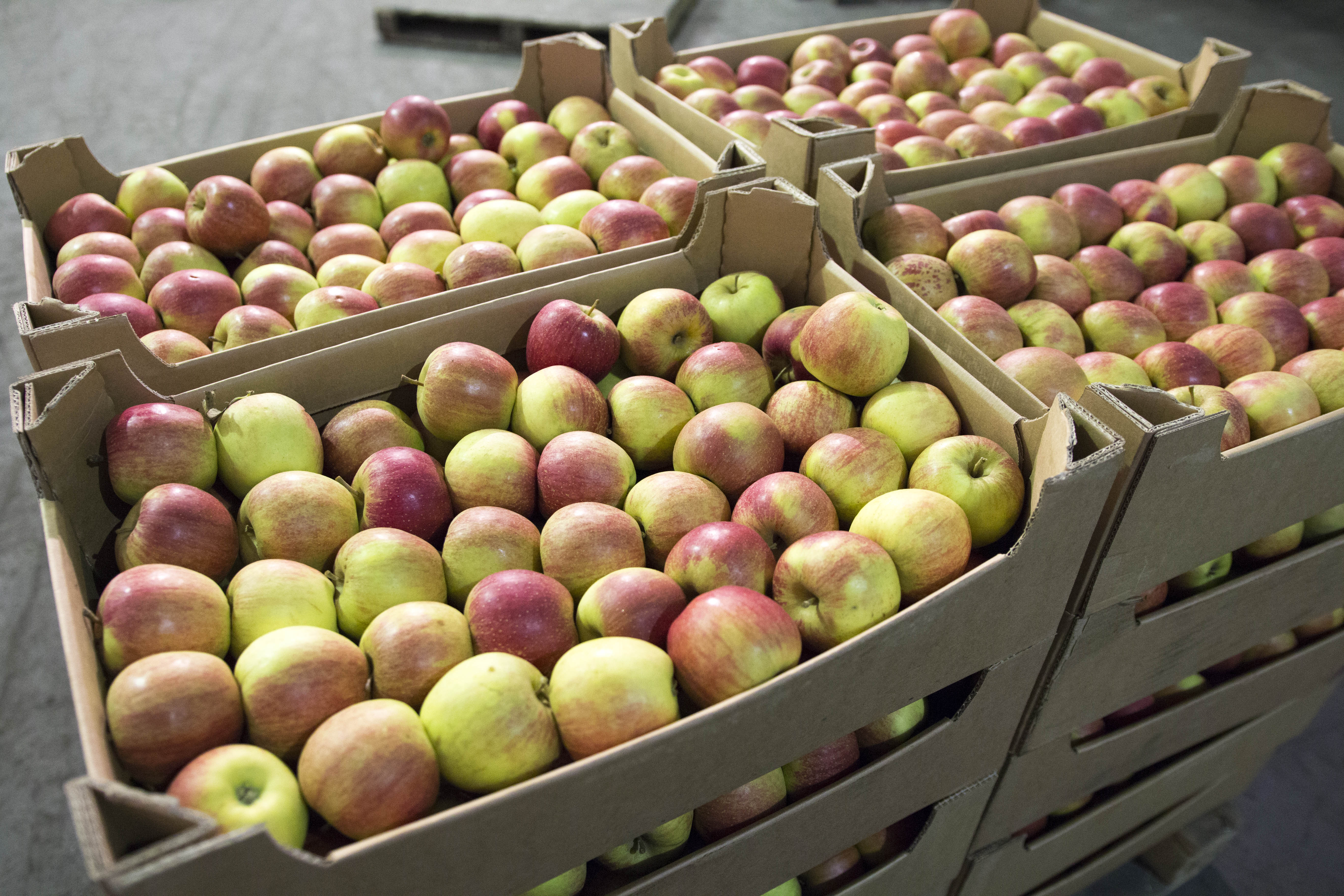 Яблоки купить рынок. Тонна яблок. Яблоки на базаре. Ящик с яблоками. Польские яблоки.