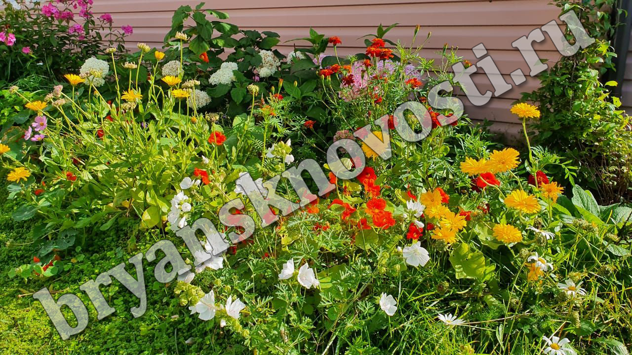 Новозыбковские цветочные салоны не прогнозируют повышения цен перед 1 сентября