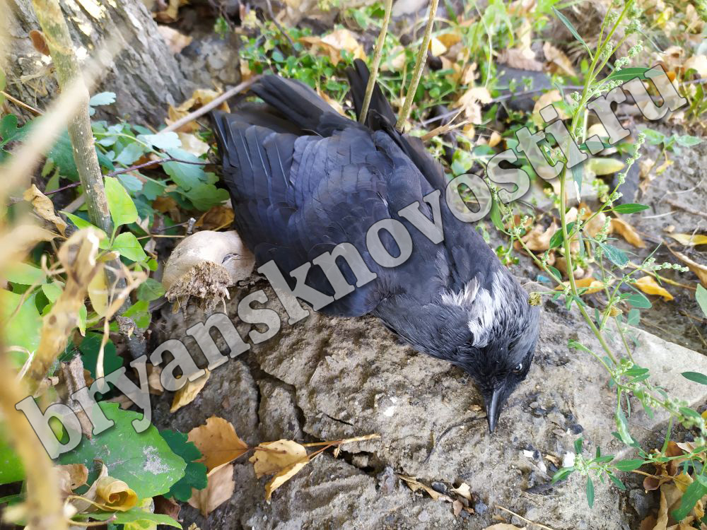 В Новозыбкове массовая гибель птиц привлекла внимание прохожих