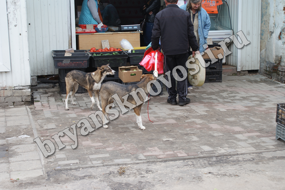 В Новозыбкове оштрафованы и трое владельцев собак
