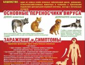 В Брянской области выявлено 9 животных с бешенством