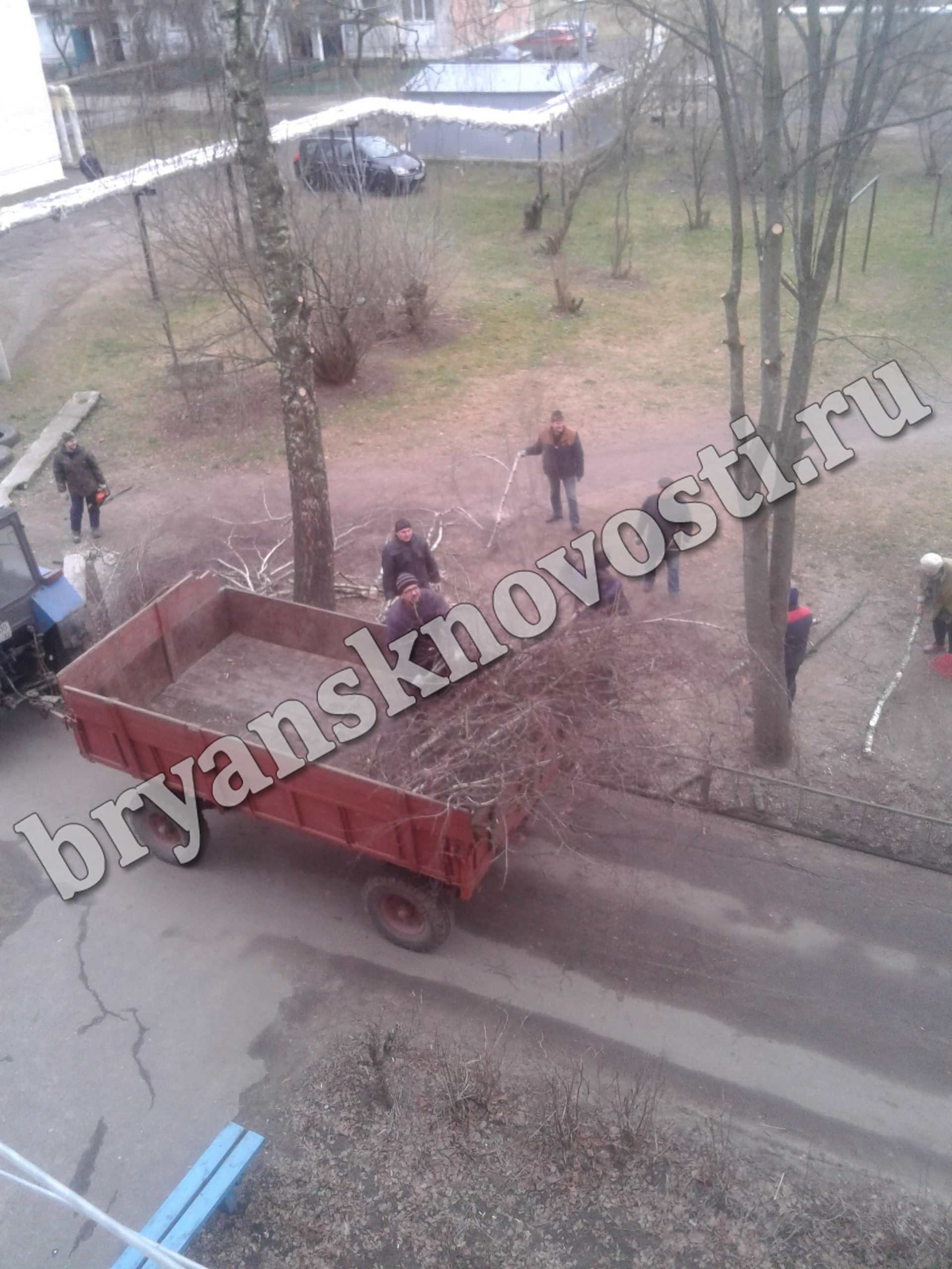 Сегодня в Новозыбкове: «постригли» деревья во дворах многоэтажек