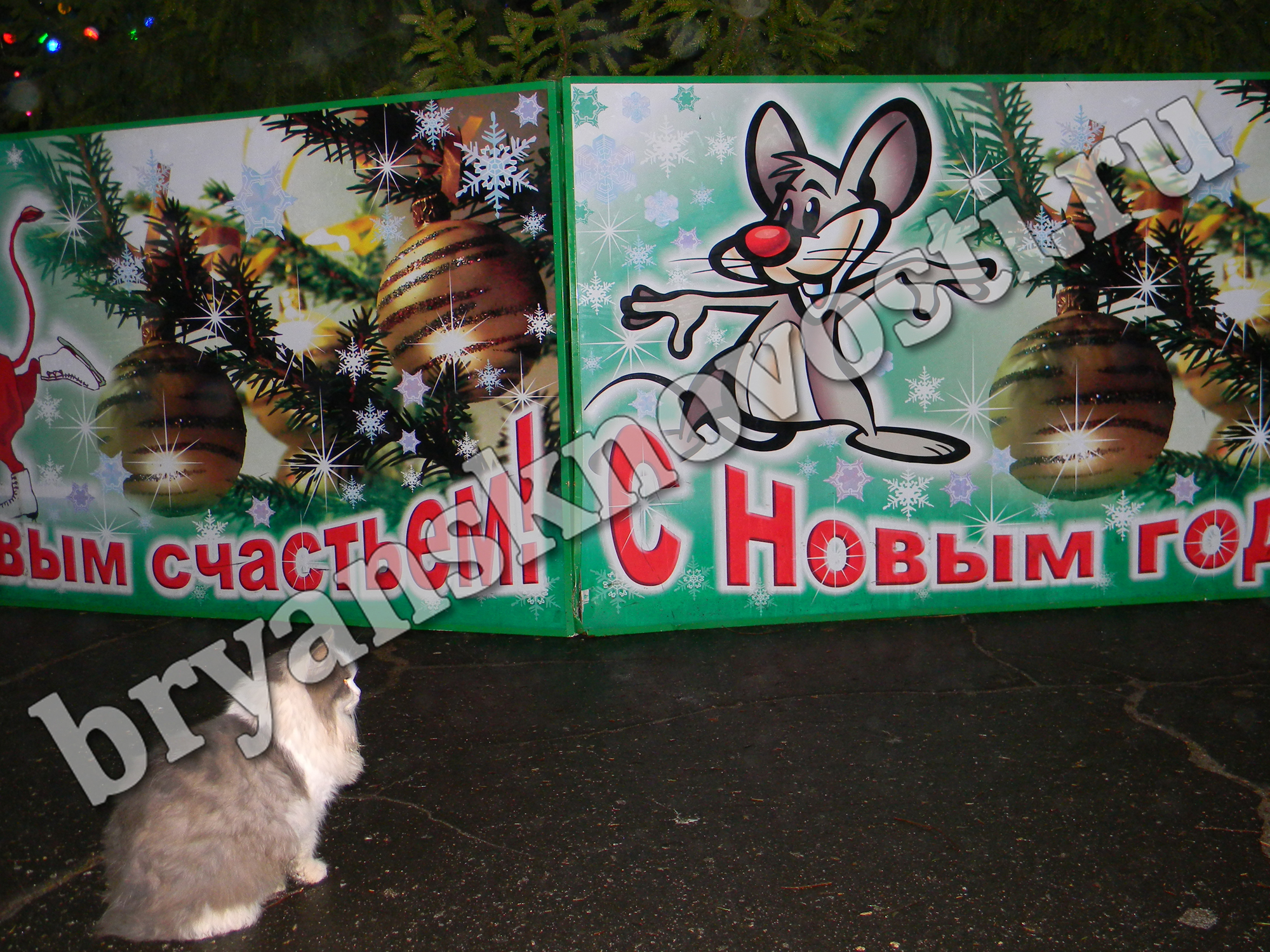 В Новозыбкове кот “засел” в засаду у новогодней ели