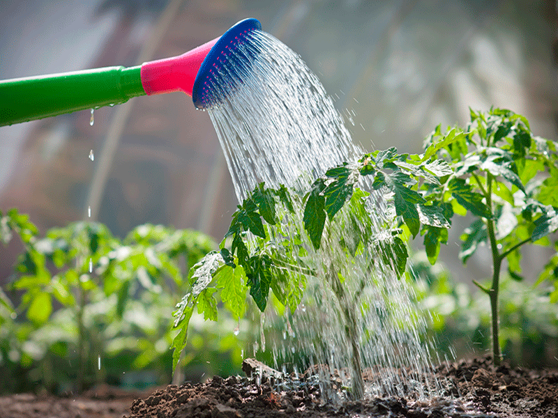 Брянских садоводов ждет новый закон о воде