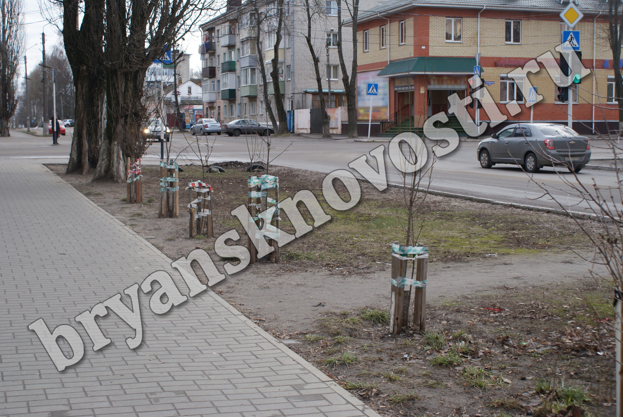 Сегодня в Новозыбкове: умилили старательно подвязанные деревца на Первомайской