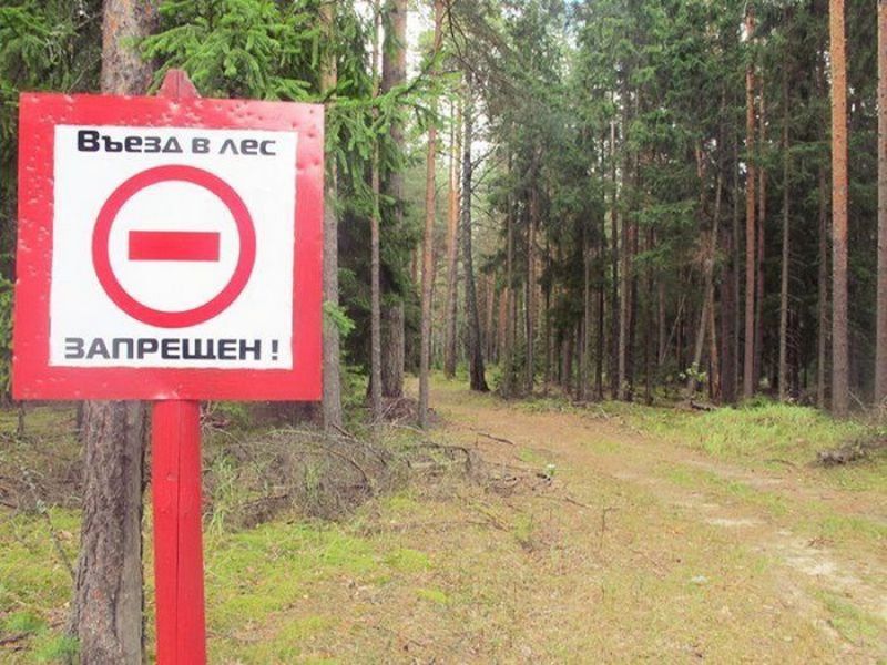 В Брянской области ограничили посещение лесов