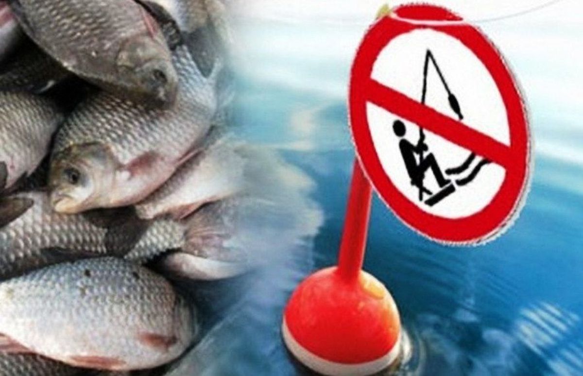 В десяти районах Брянской области запретил вылов рыбы, коронавирус ни при чем