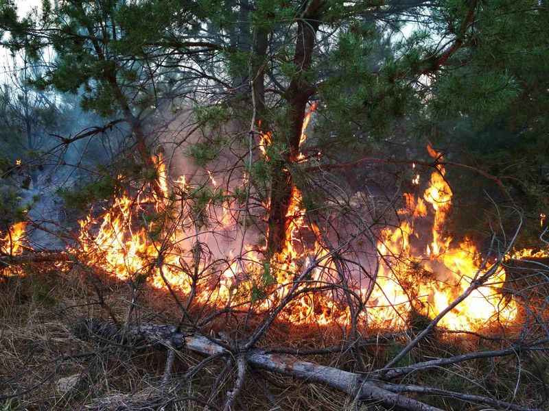 В Красногорском районе четыре дня бушевал крупный лесной пожар (видео)