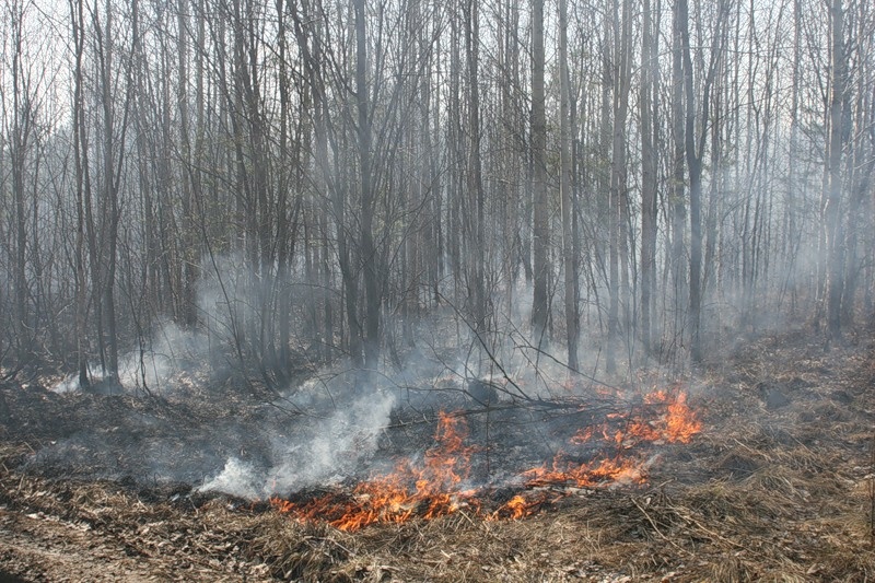 Шесть лесных пожаров потушены за сутки в Брянской области