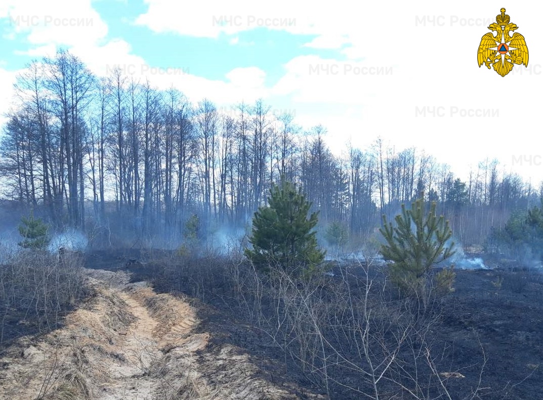 Воскресные пожары уничтожили на Брянщине два гектара леса