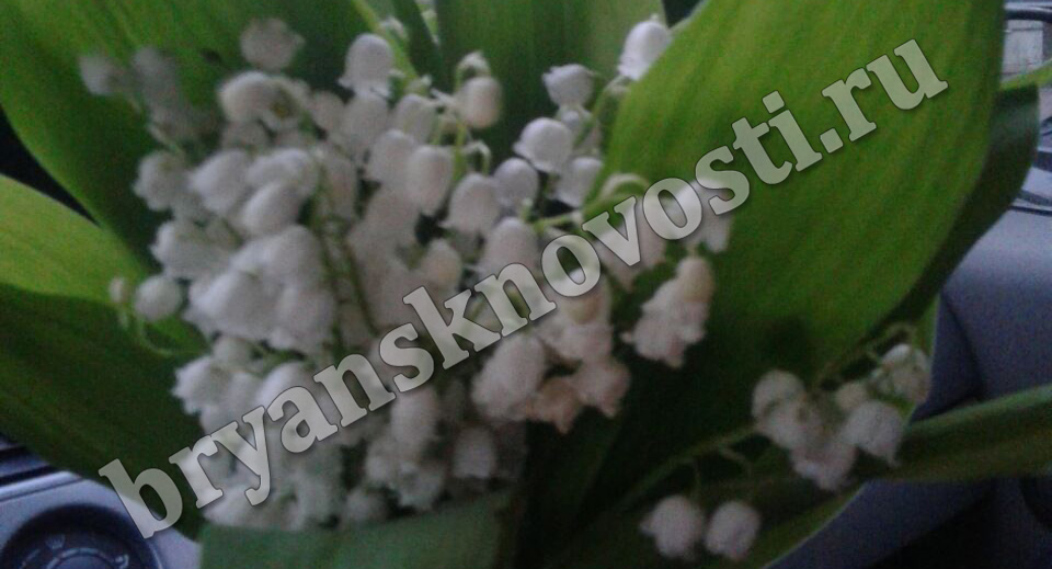 26 мая на территории Брянской области переменная облачность