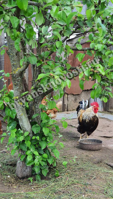 В Брянской области усилится ветер, дожди, местами туман