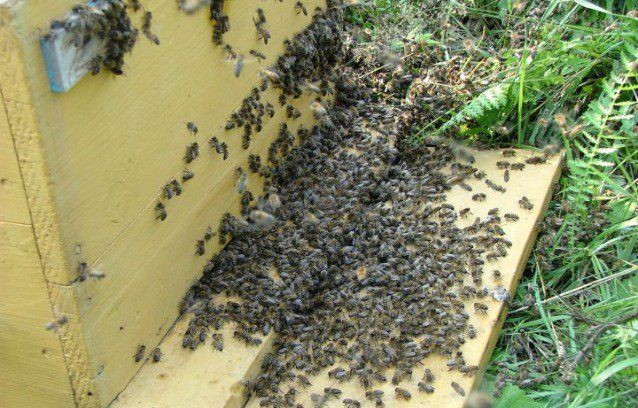 Брянские пчелы попали под защиту