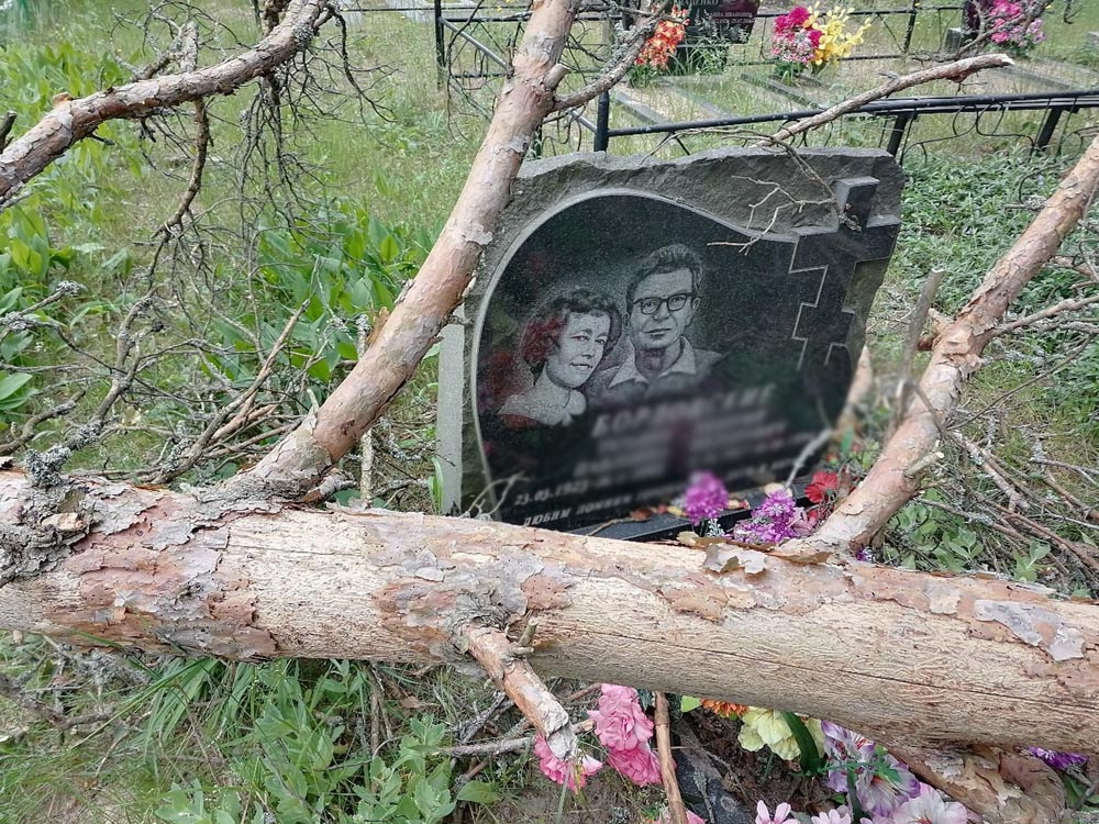 Аварийное дерево упало на кладбище в Новозыбкове