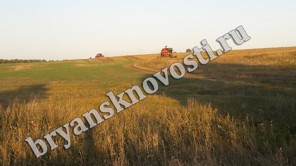 Сено, сенаж, силос. Аграрии Новозыбковского округа заготавливают корма для скота