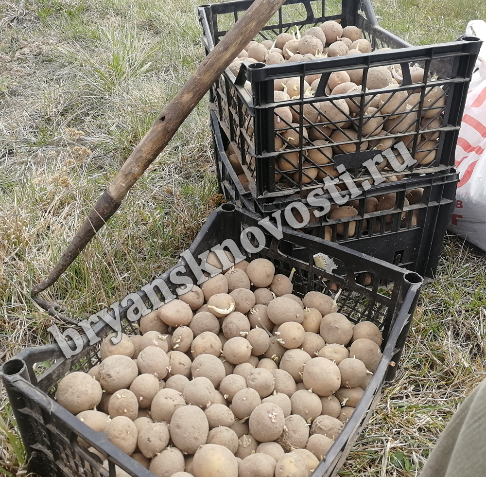 На чипсы. В Новозыбковском округе приступили к копке картофеля