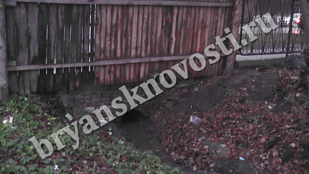 «Мой двор постоянно затоплен». В Новозыбкове заросшая ливневка превратилась в запруду