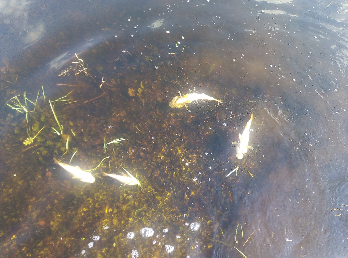 Купаться и дышать невозможно – в реке Ипуть в Брянской области массово гибнет рыба