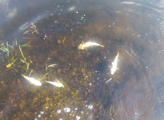 В Новозыбковском округе рыбу в реке Корна отравили канализацией