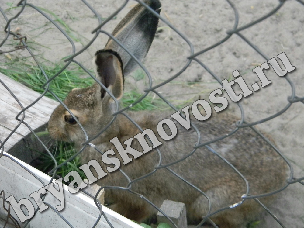 В зоопарке Новозыбкова живет ручной заяц