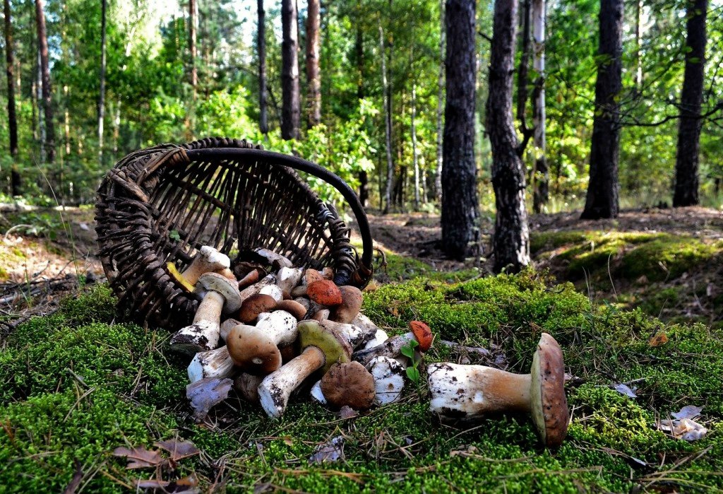 В лесу под Новозыбковом нашли заблудившегося грибника