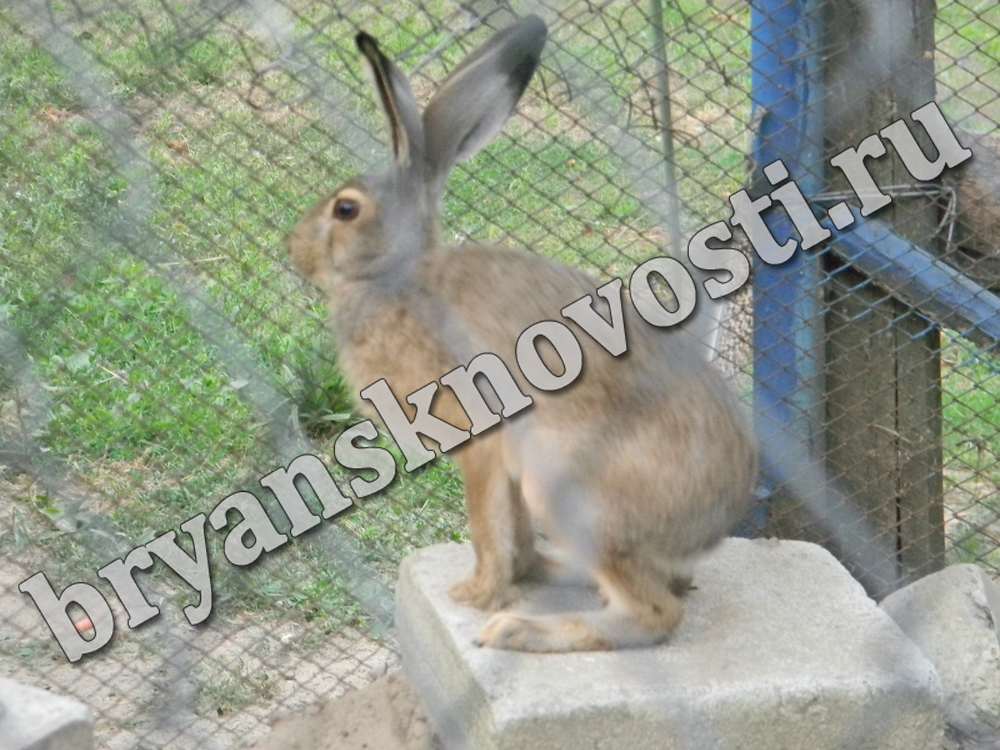 В зоопарке Новозыбкова рассказали историю появления зайчика