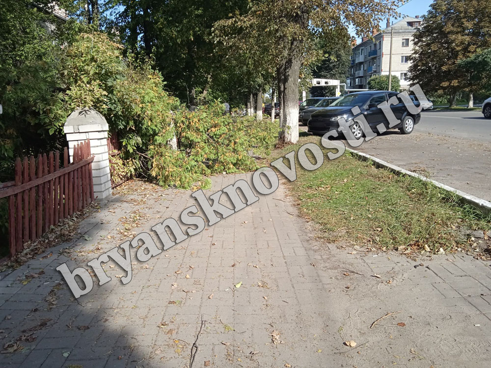 Перекрывшее тротуар в центре Новозыбкова упавшее дерево вывезли