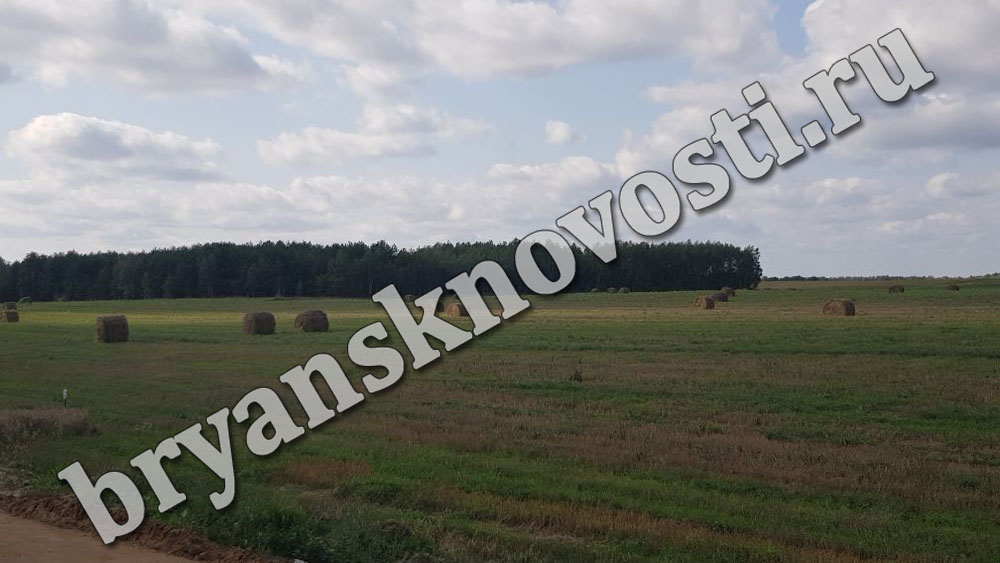 В районе газовой заправки в Новозыбкове горела сухая трава