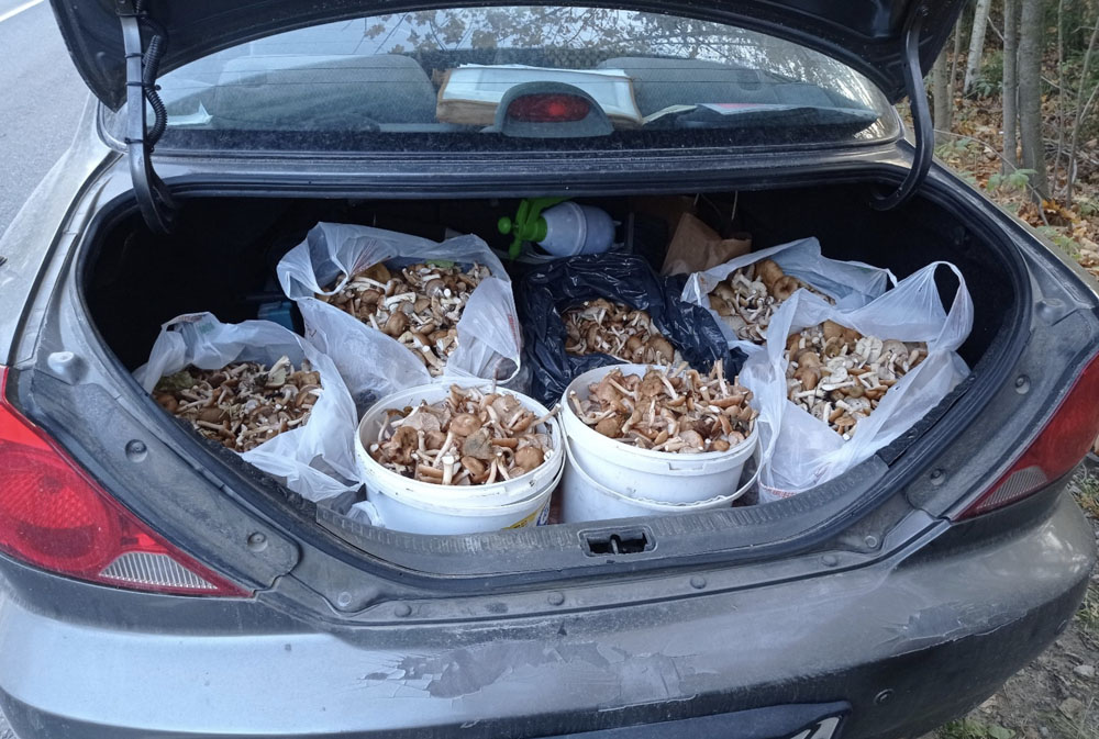 Хоть косой коси: из брянских лесов грибники вывозят дары леса багажниками