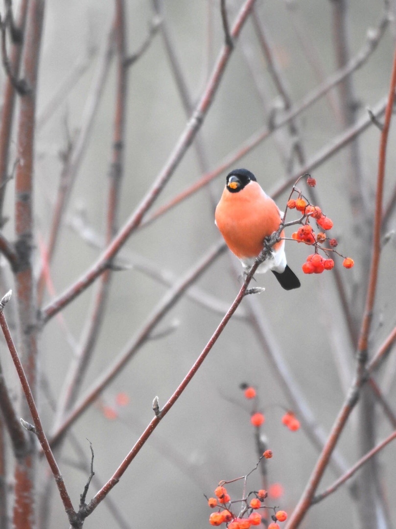 Красногрудых снегирей сфотографировали в Брянске (ФОТОРЕП)