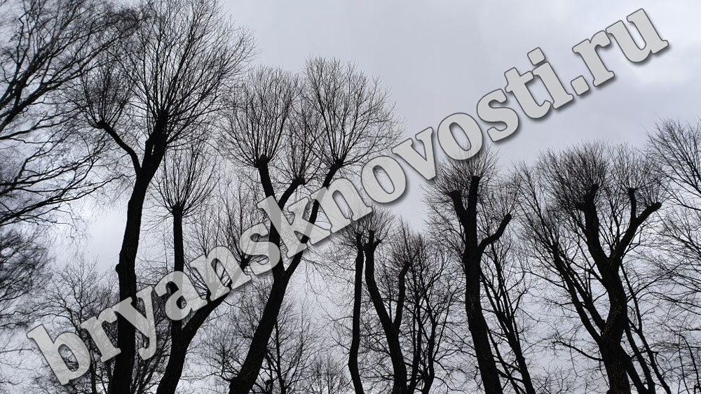 21 ноября на территории Брянской области облачно с прояснениями, на дорогах гололедица.
