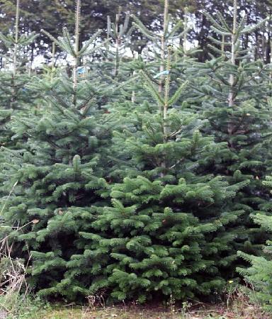 В Брянской области рассказали о правилах продажи новогодних деревьев